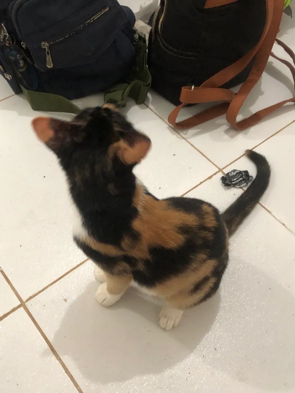 ADOÇÃO RESPONSÁVEL - Foto 3