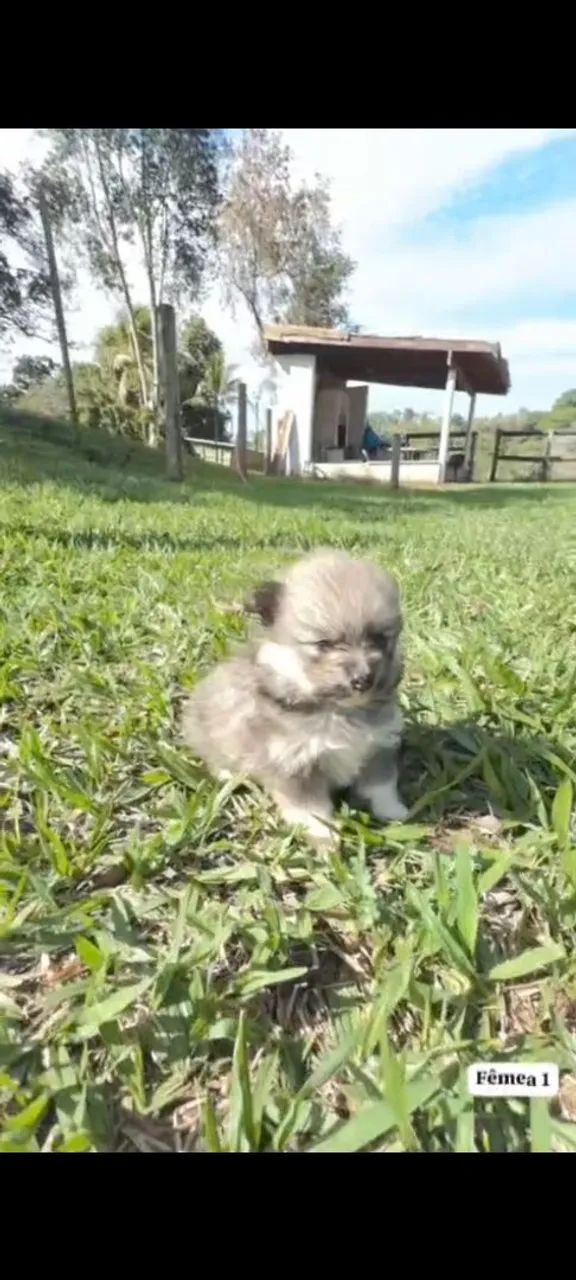 Spitz alemão  - Foto 4