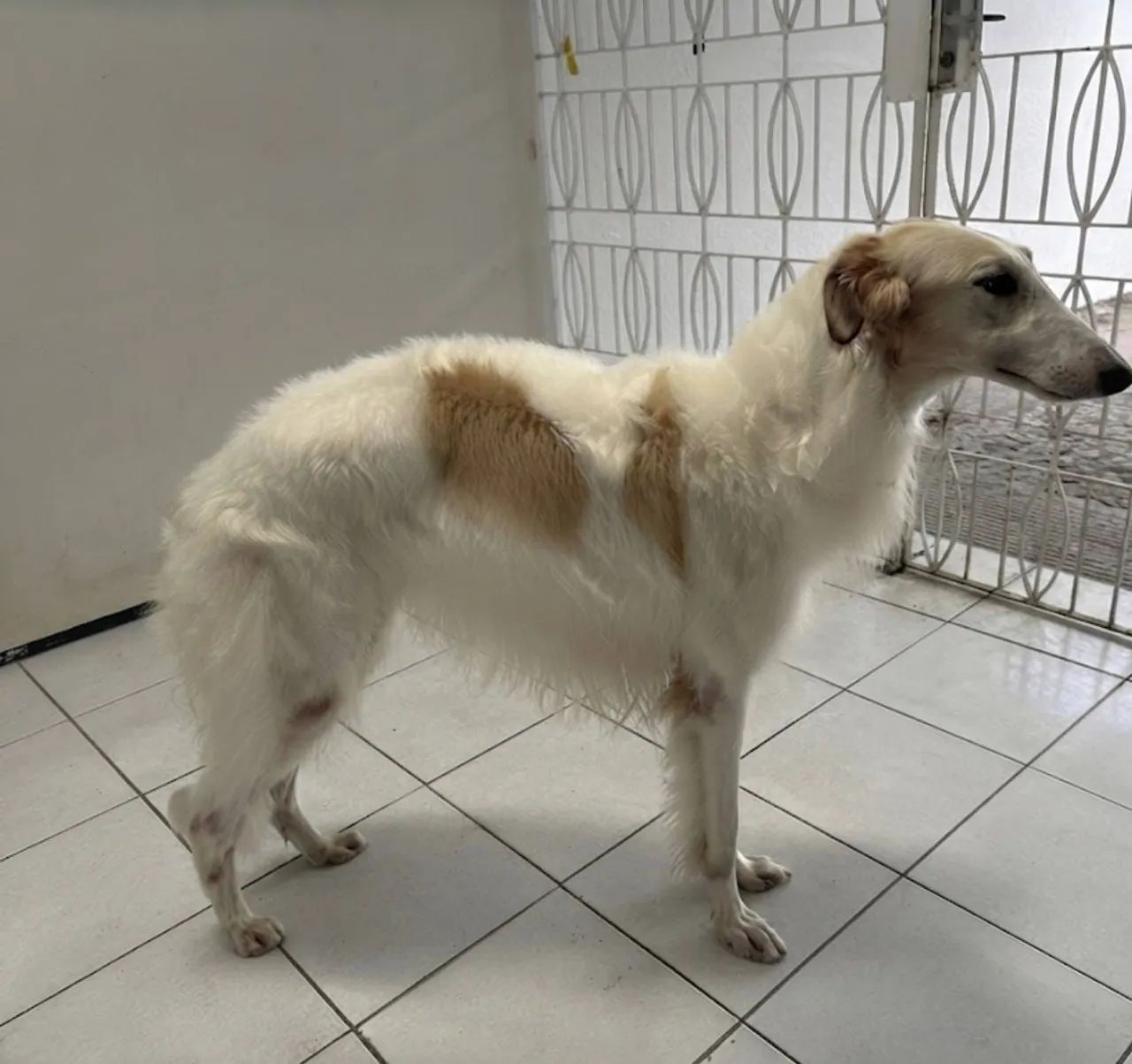 Vendo Borzoi ( Galgo Russo) - Foto 4