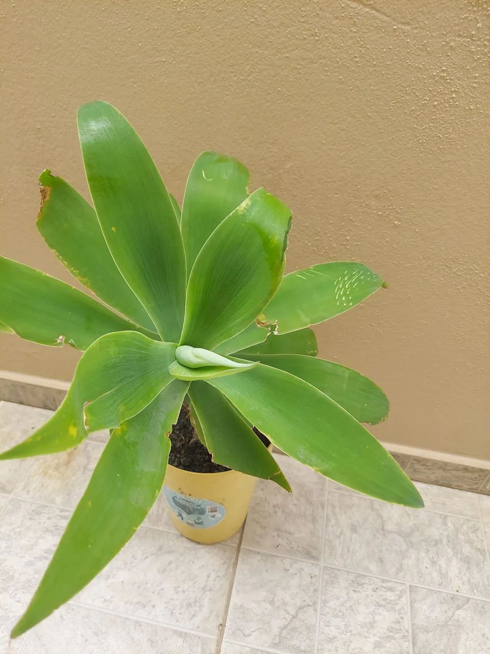 Agave R$ 25 cada - Foto 2