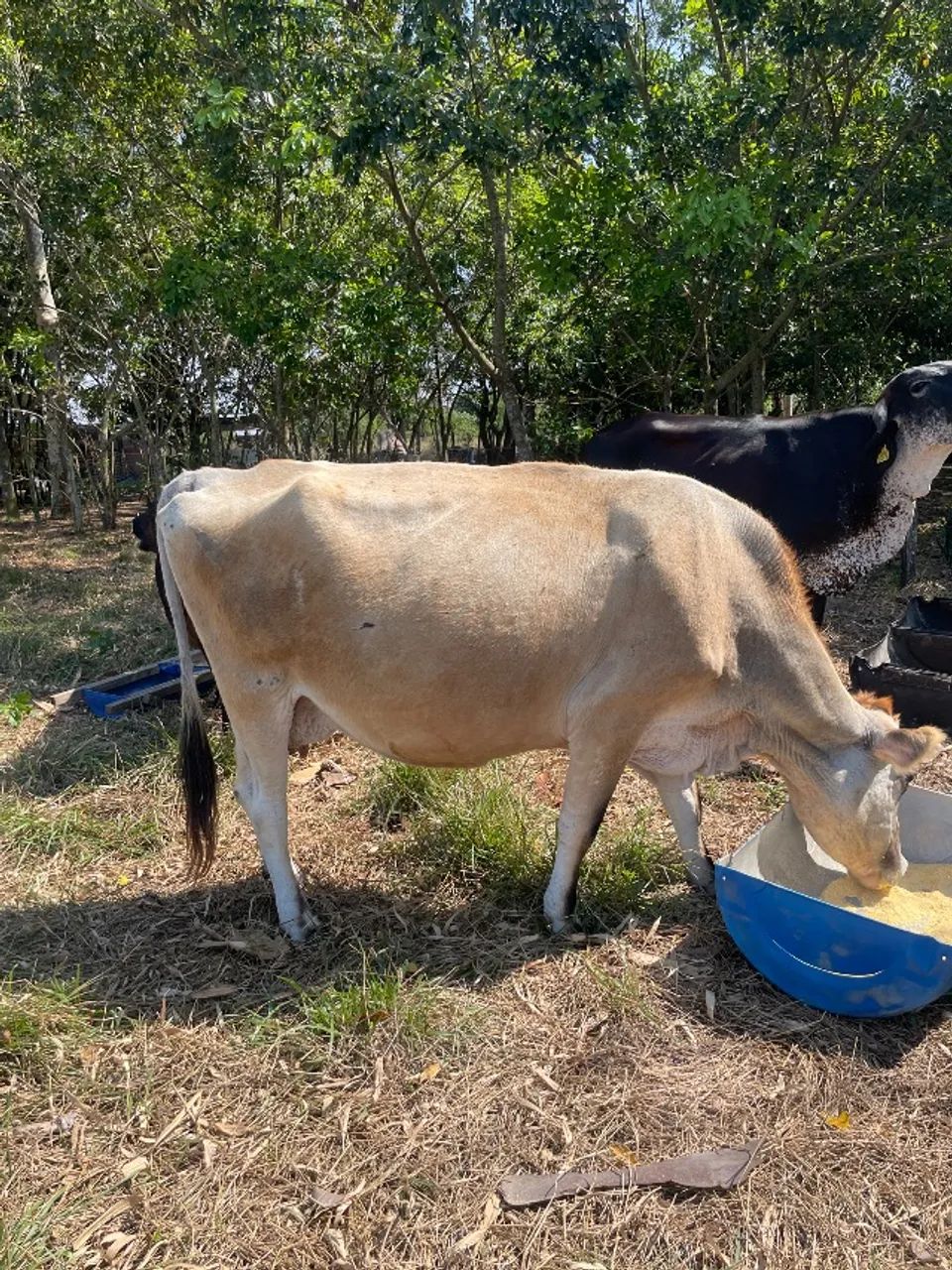 Vaca leiteira Jersey - Foto 5