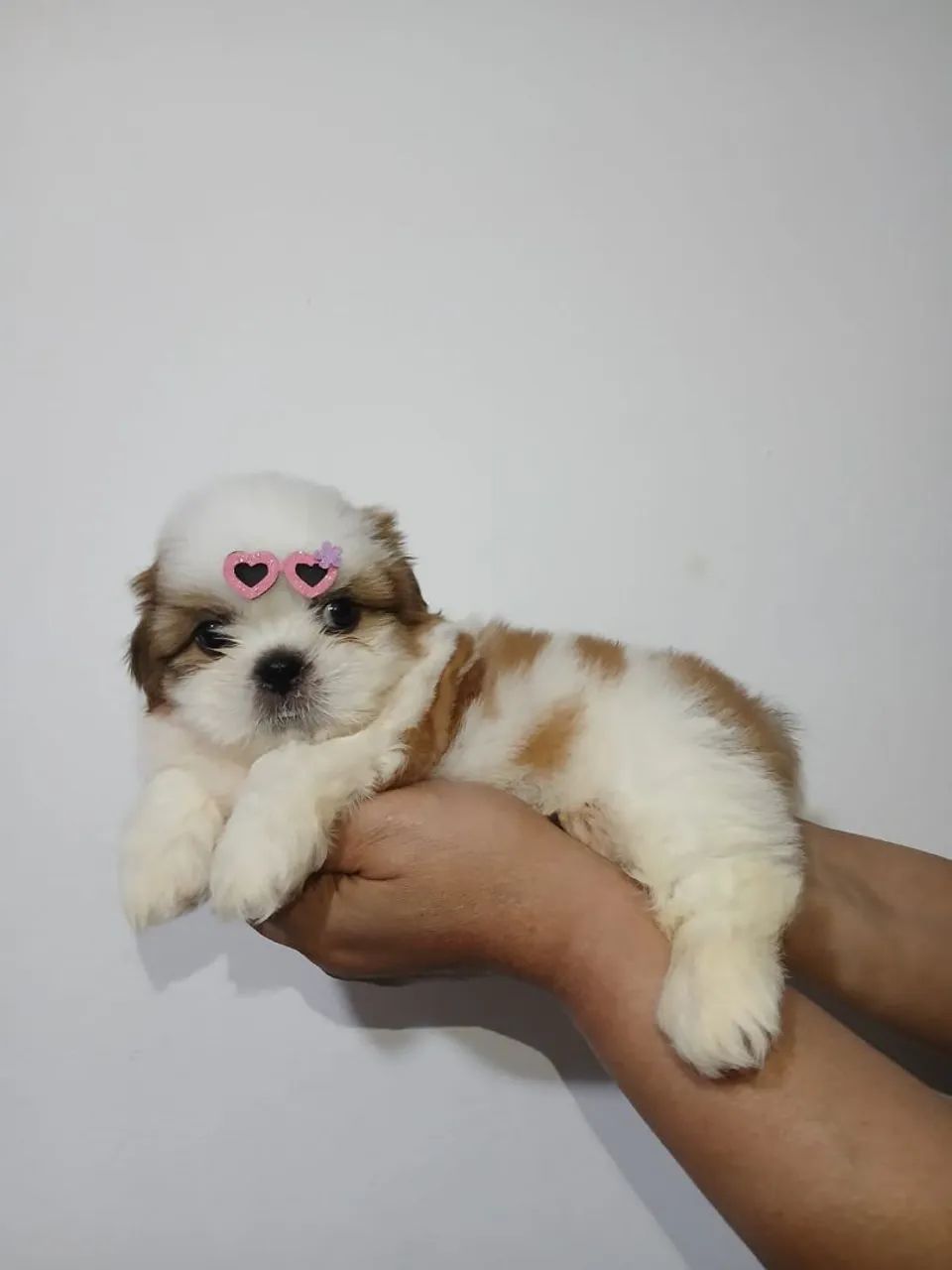 Shitzu miniatura  - Foto 2