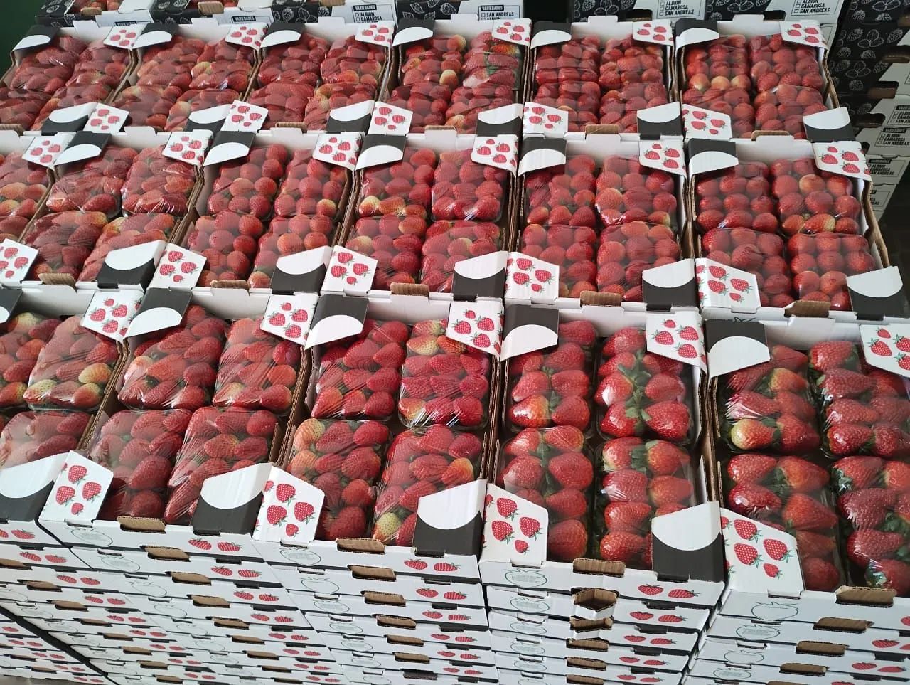 Morangos ? - Foto 4