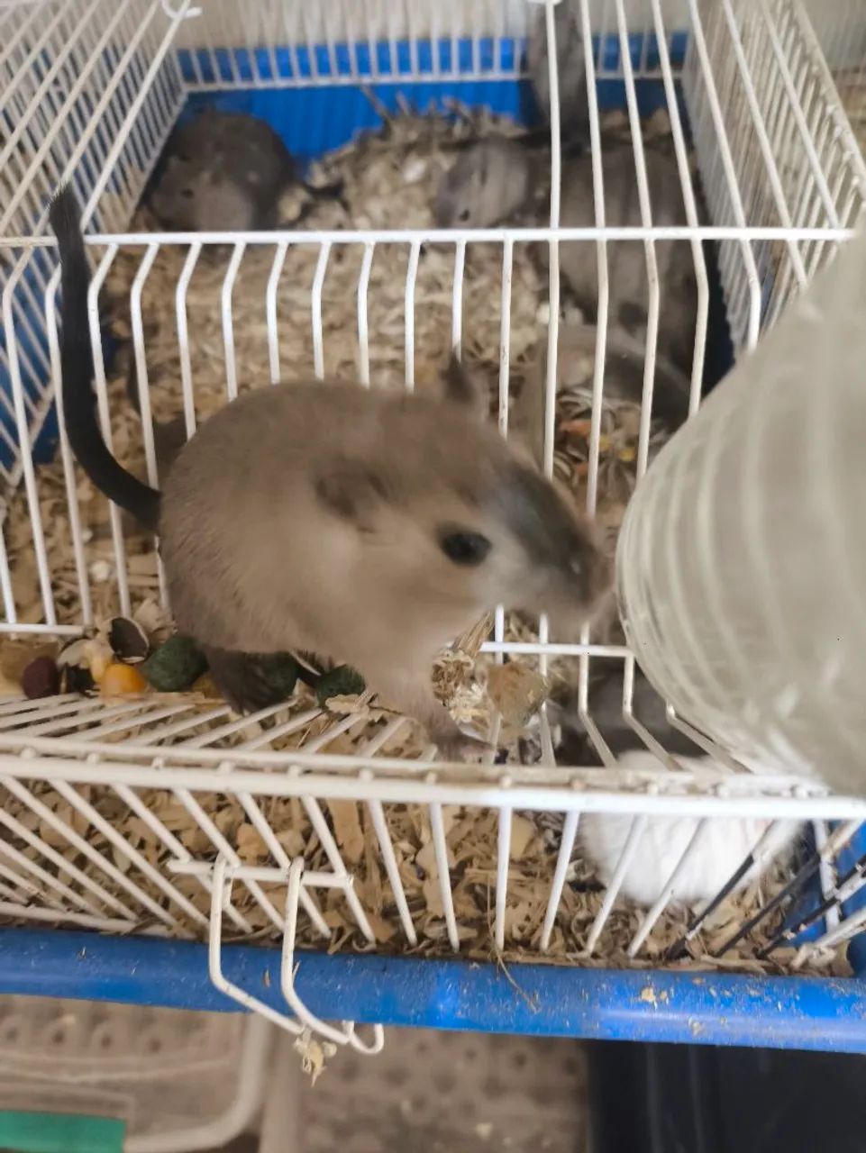 Gerbil 