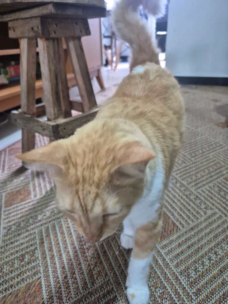 Doação de gato - Foto 2