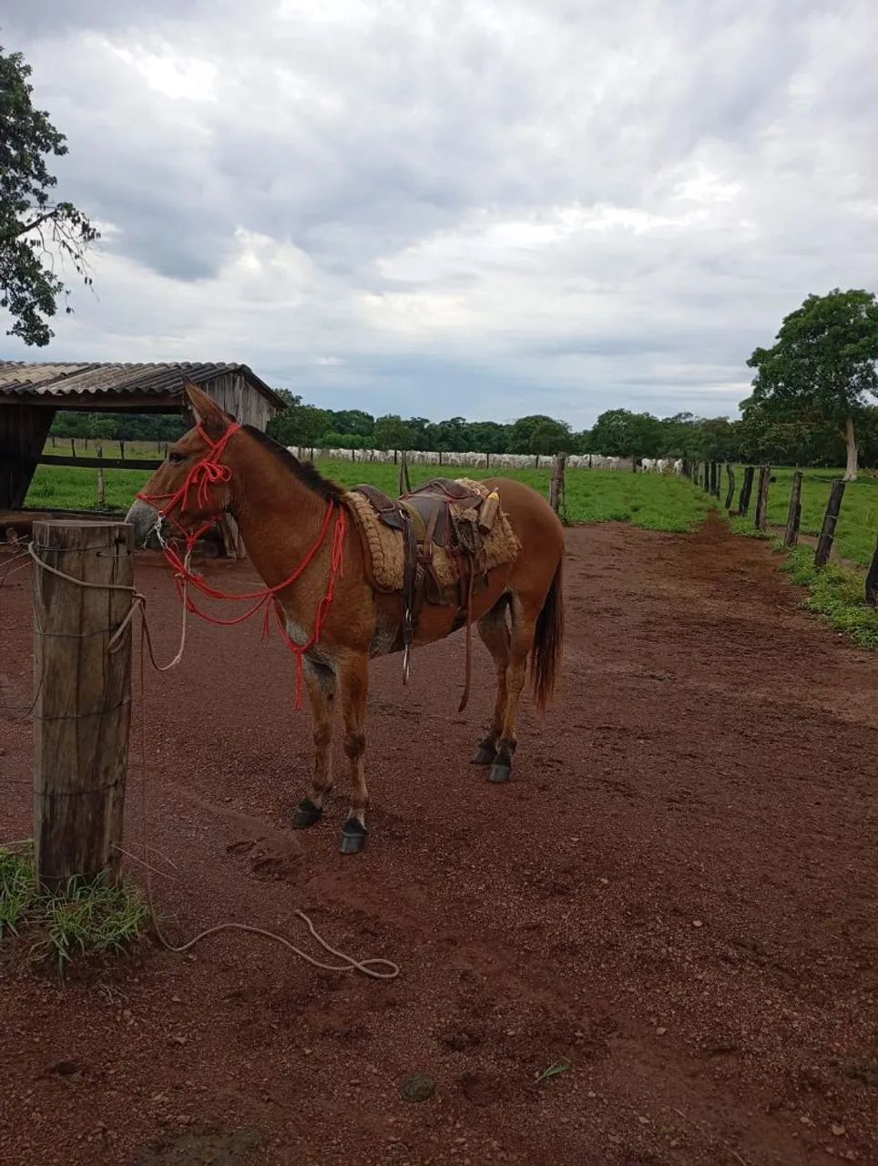 Burro média de 6 anos - Forte e ótimo para trabalho | Miracema-TO - Foto 2