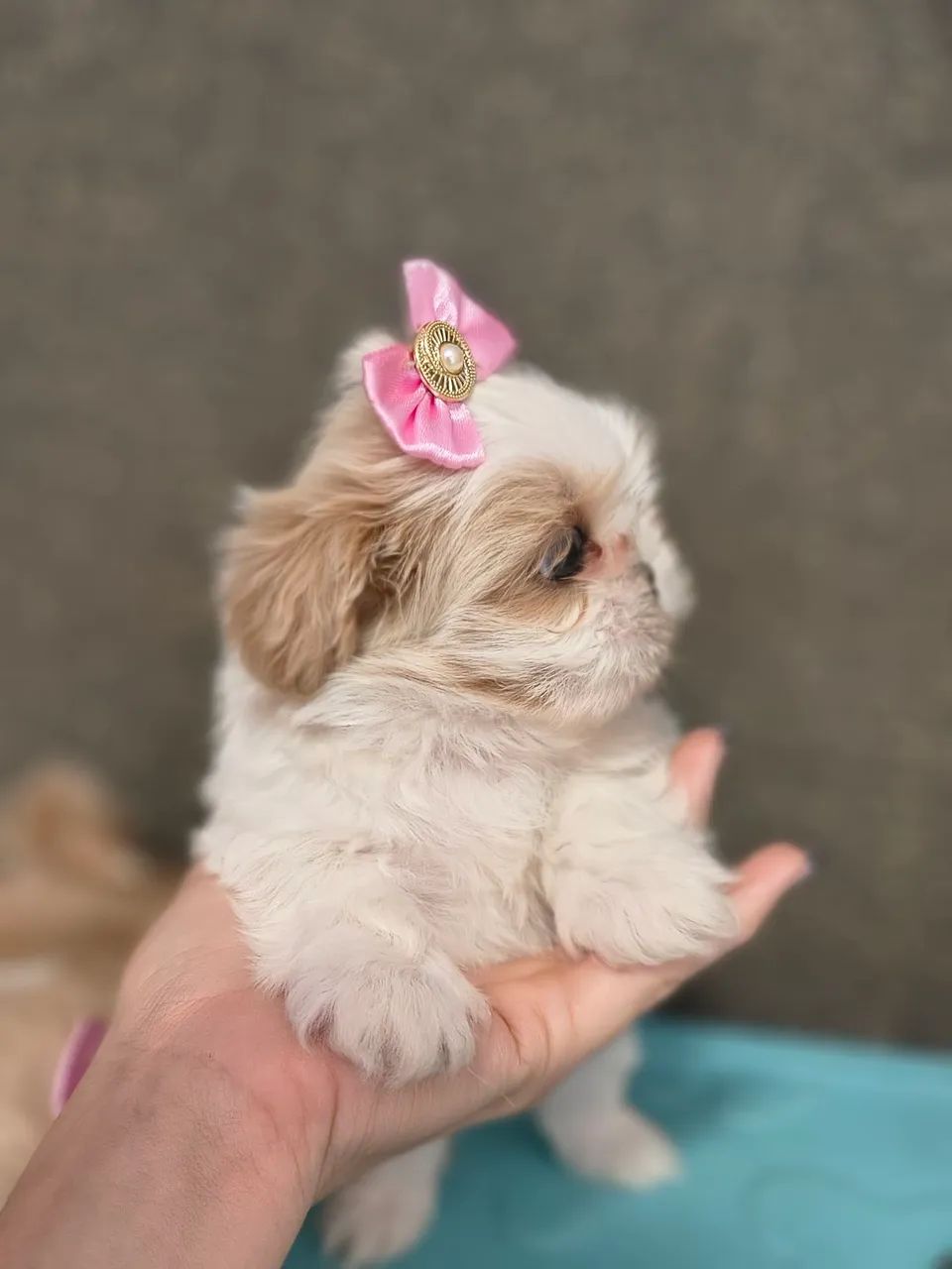 Shihtzu mini Fêmea 
