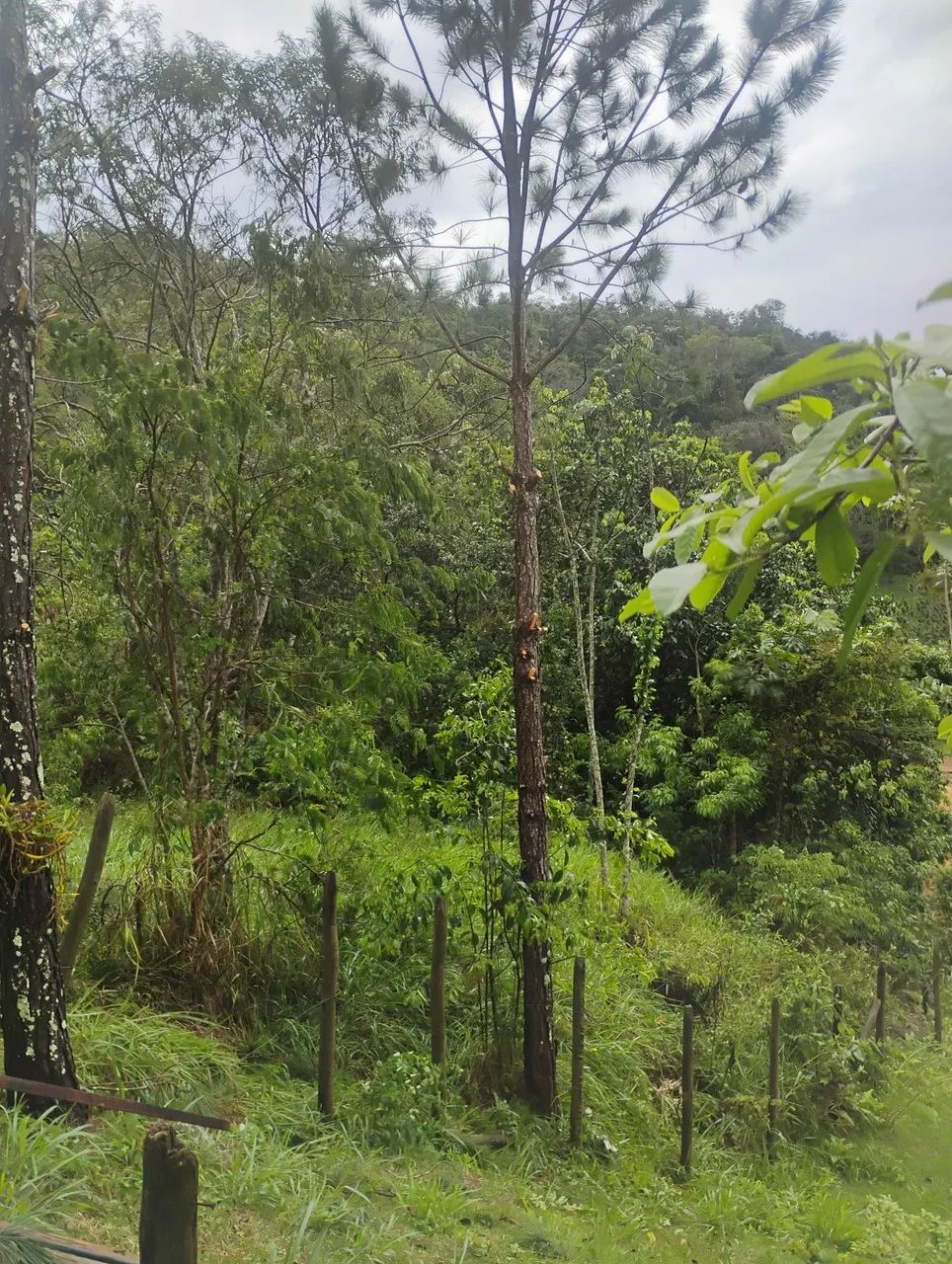 Serviço de roçadeira e moto serra  - Foto 3
