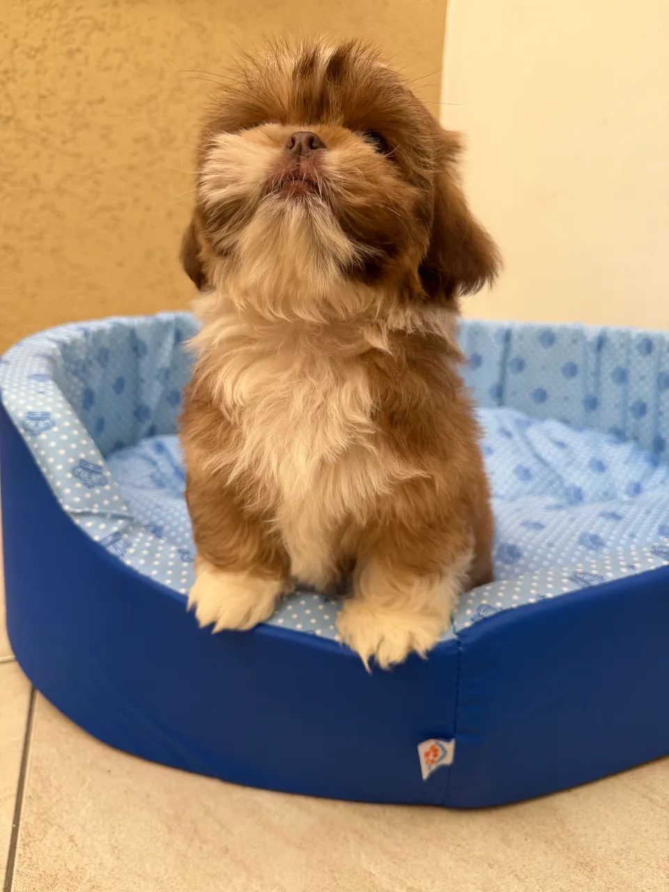 Shihtzu - Foto 5