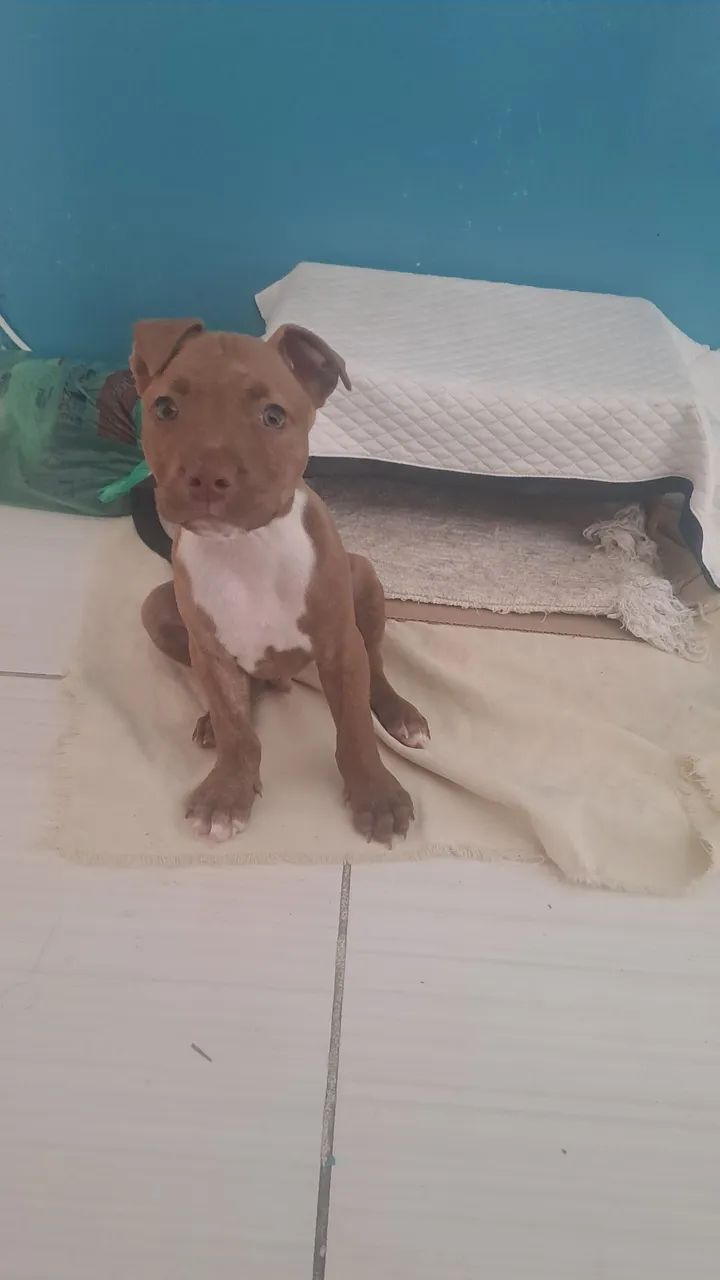 Pitbull filhote  - Foto 3