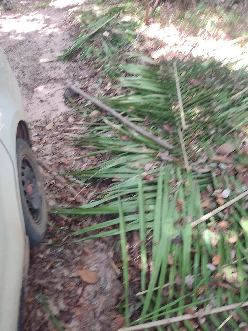 Terreno em alter do chao - Foto 4
