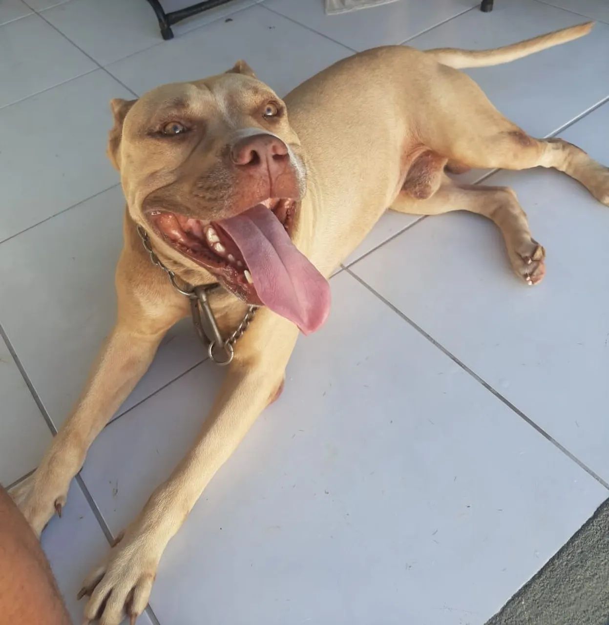Cachorro  - Foto 2