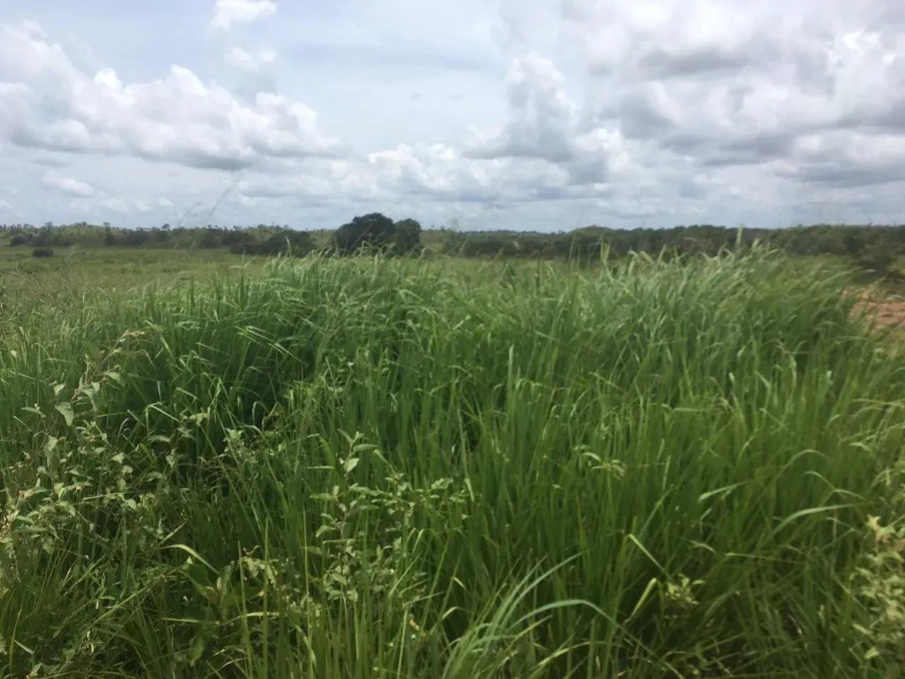 Fazenda a venda em Goiatins - TO - Foto 4