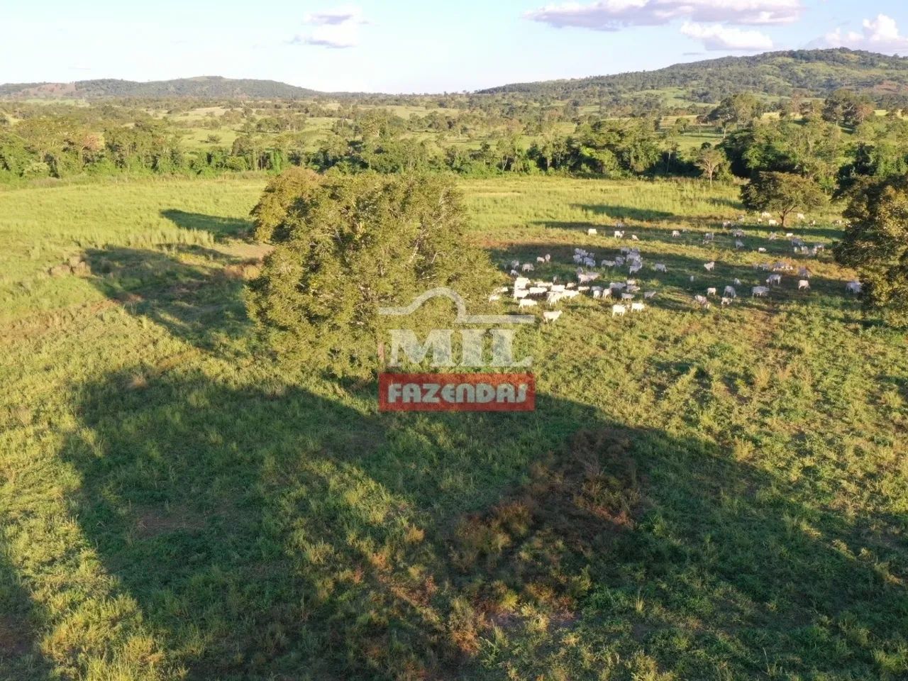Fazenda Extra em Amaralina-GO. (150 Alqueires) - Foto 3