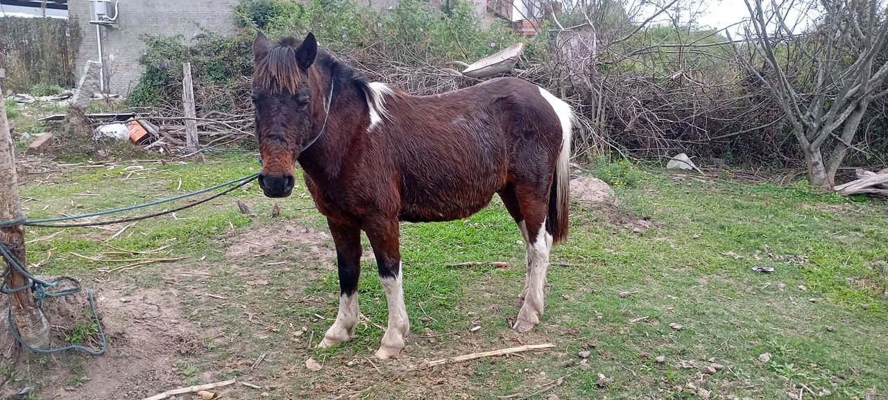 Tobiano zaino - Foto 4
