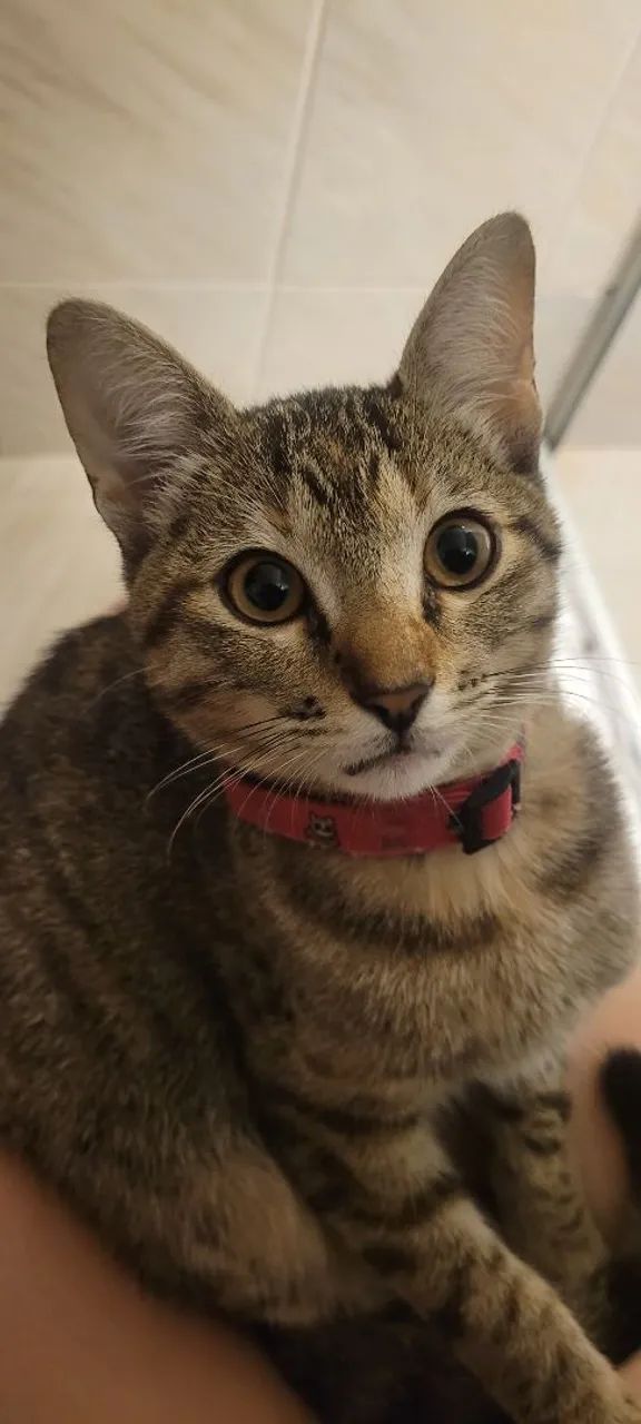 Doa se gatinha 