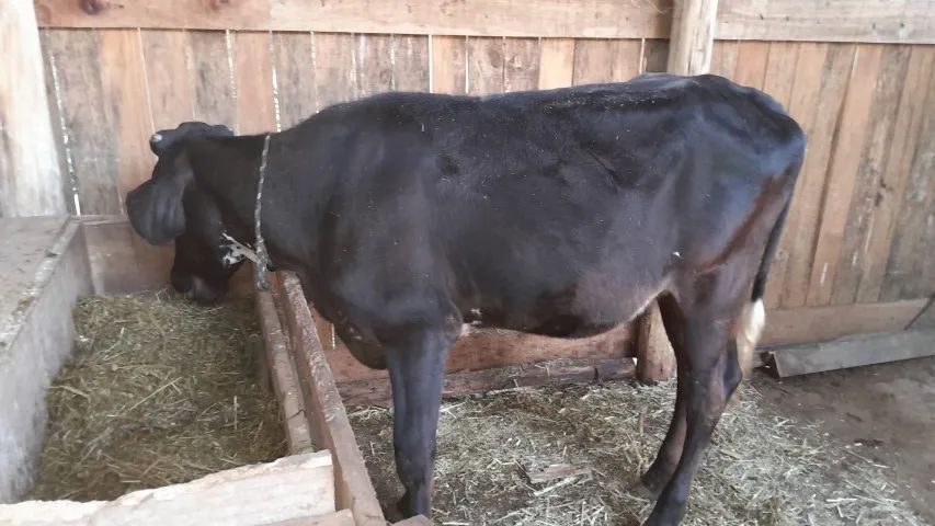 vaca mansa - Foto 6
