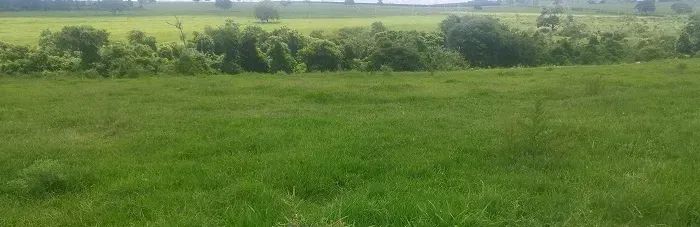 PECUÁRIA/ CANA - Área Rural 80 alqueires - Foto 4