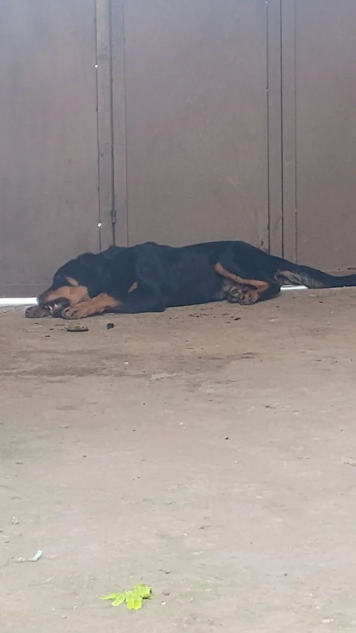 Rottweiler 7 meses, macho  - Foto 5
