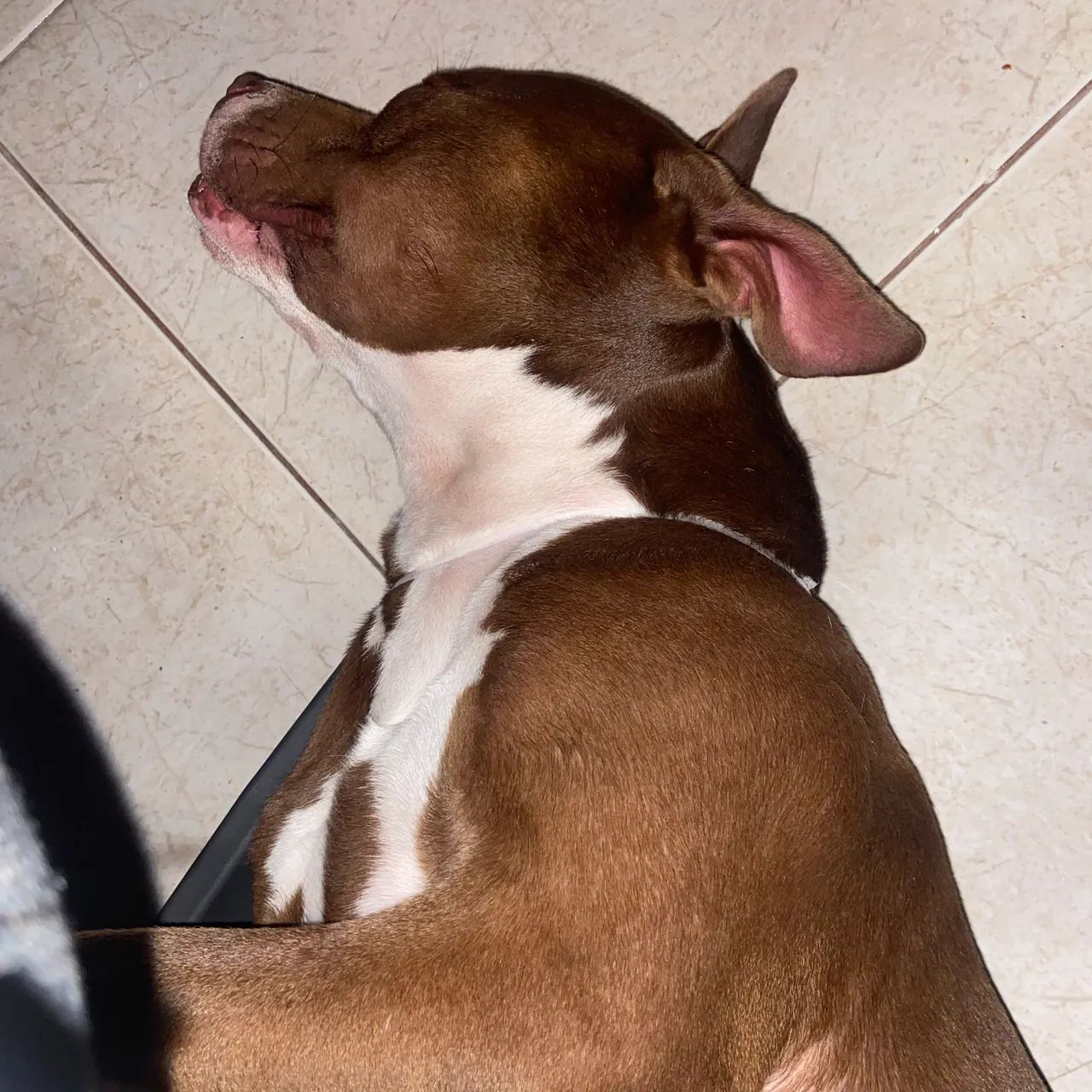 Doação de Pibull de 2 anos de Idade - Foto 2