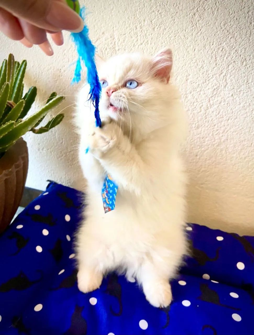 Filhote gato persa