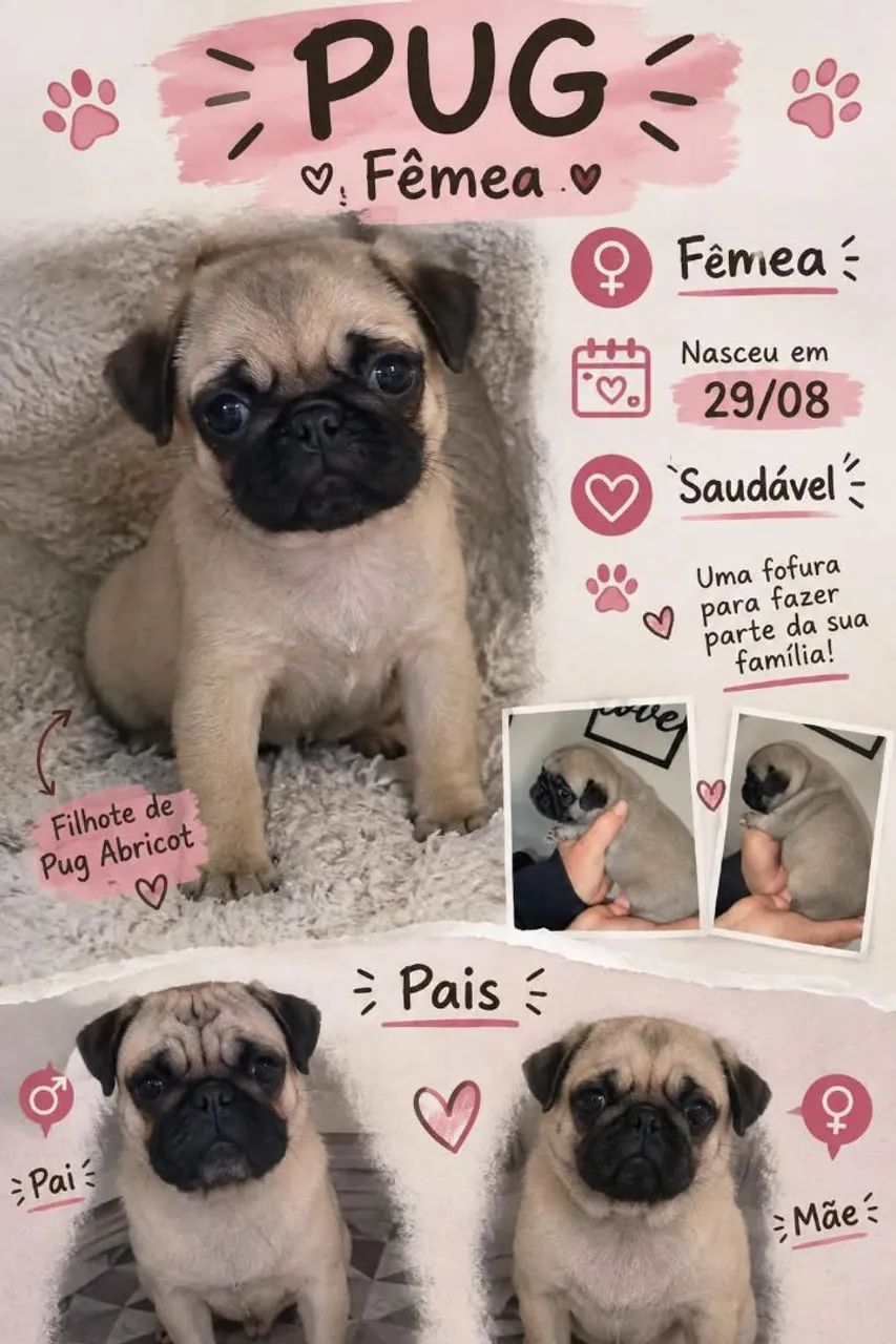 Linda ninhada de pugs - Foto 2