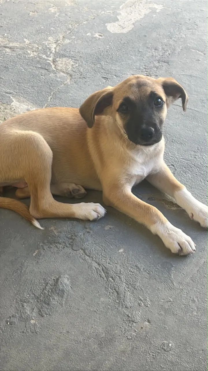 Adoção Responsável  - Foto 2