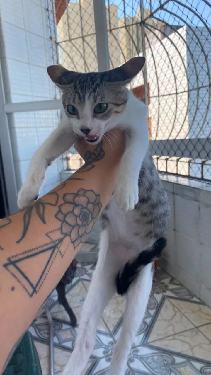 Gato para adoção - Foto 3