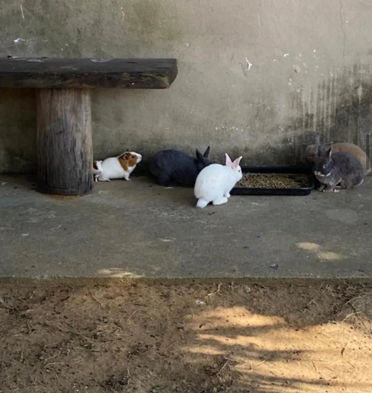 Coelho anão  Netherland Dwarf - Foto 6
