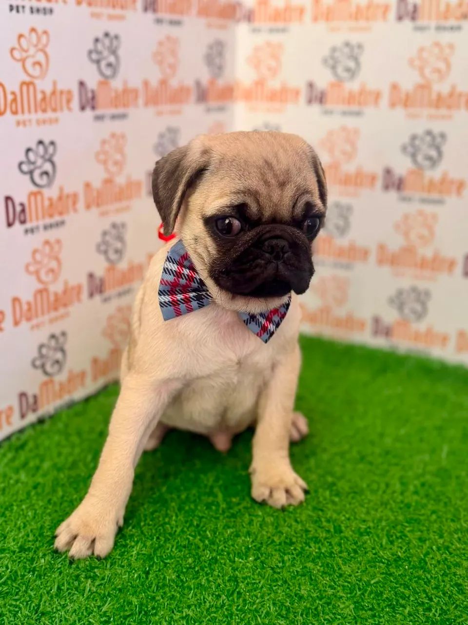 Pug Macho  - Foto 3