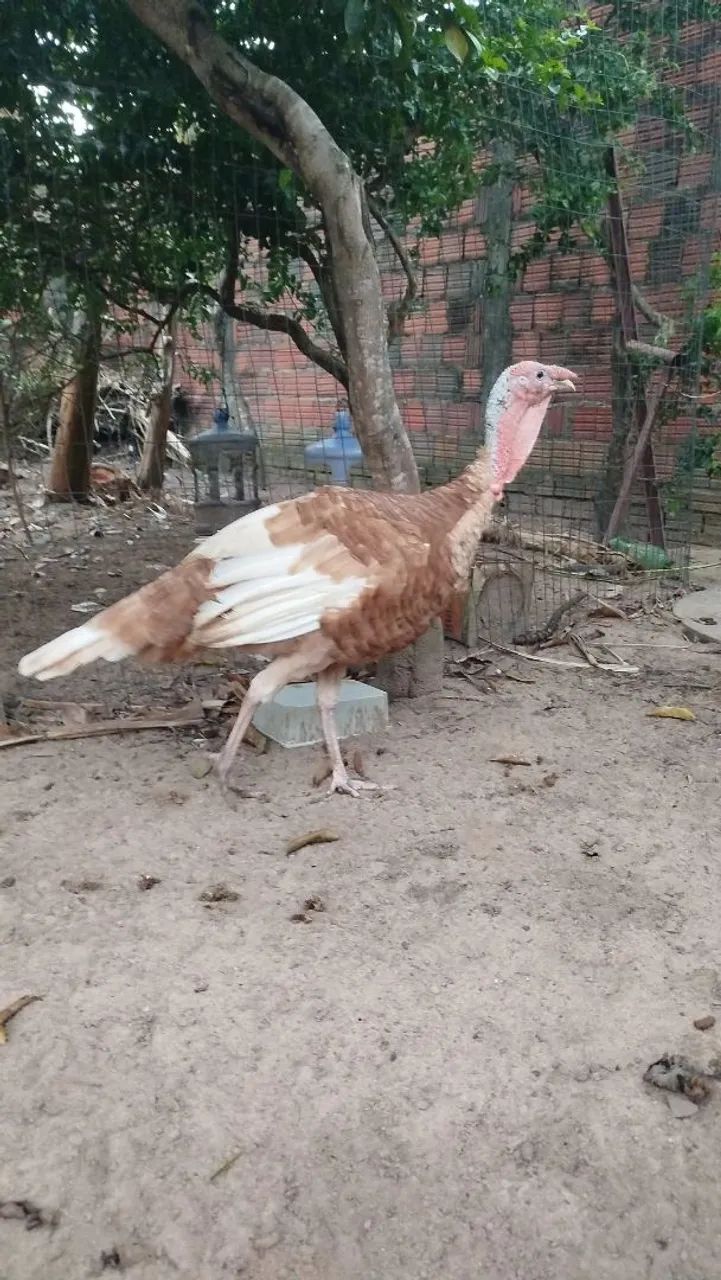 Peru