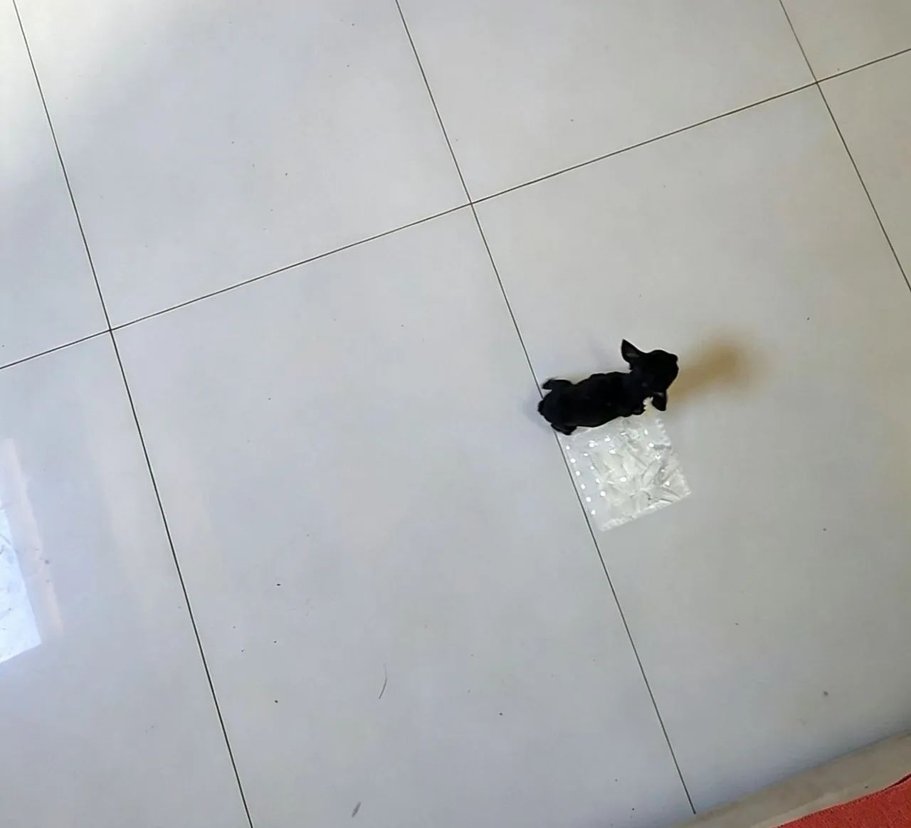Pinscher 0