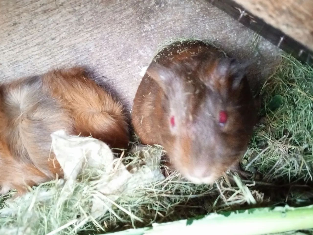 Porquinho da índia - Foto 2