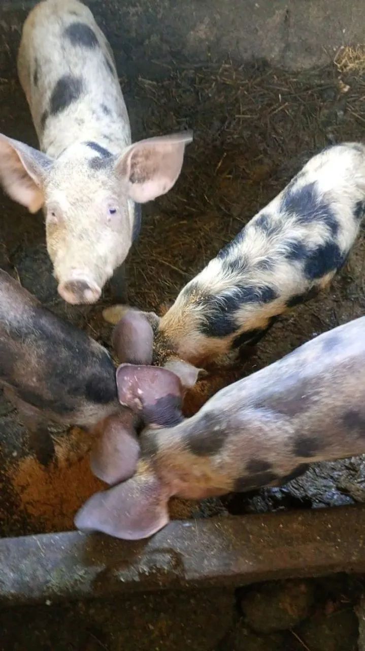 Leitões a venda  - Foto 3