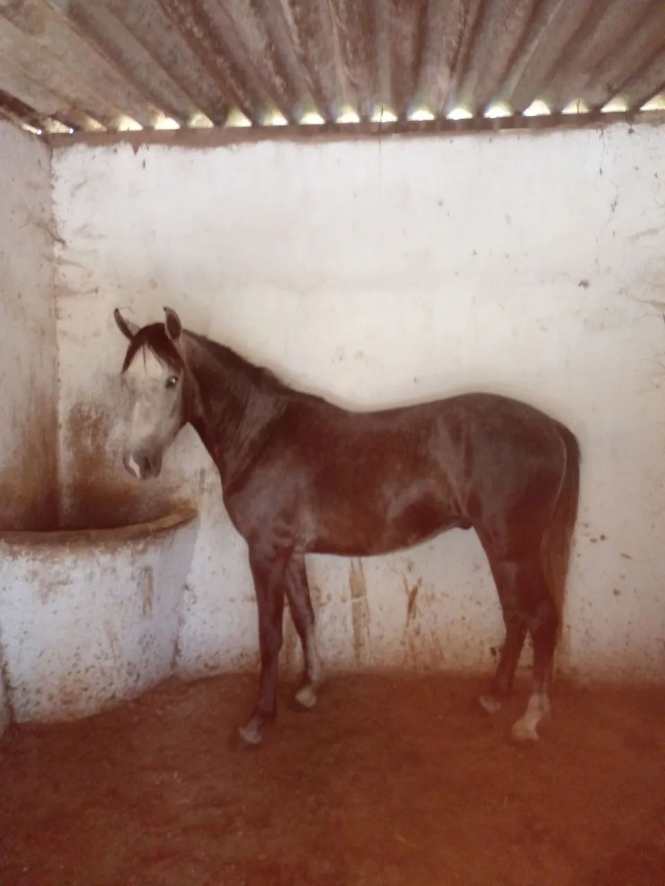 Cavalo - Foto 3