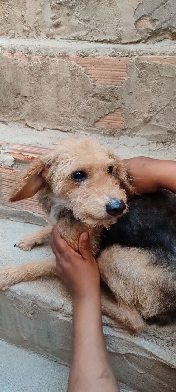 Doação de cachorra - Foto 2
