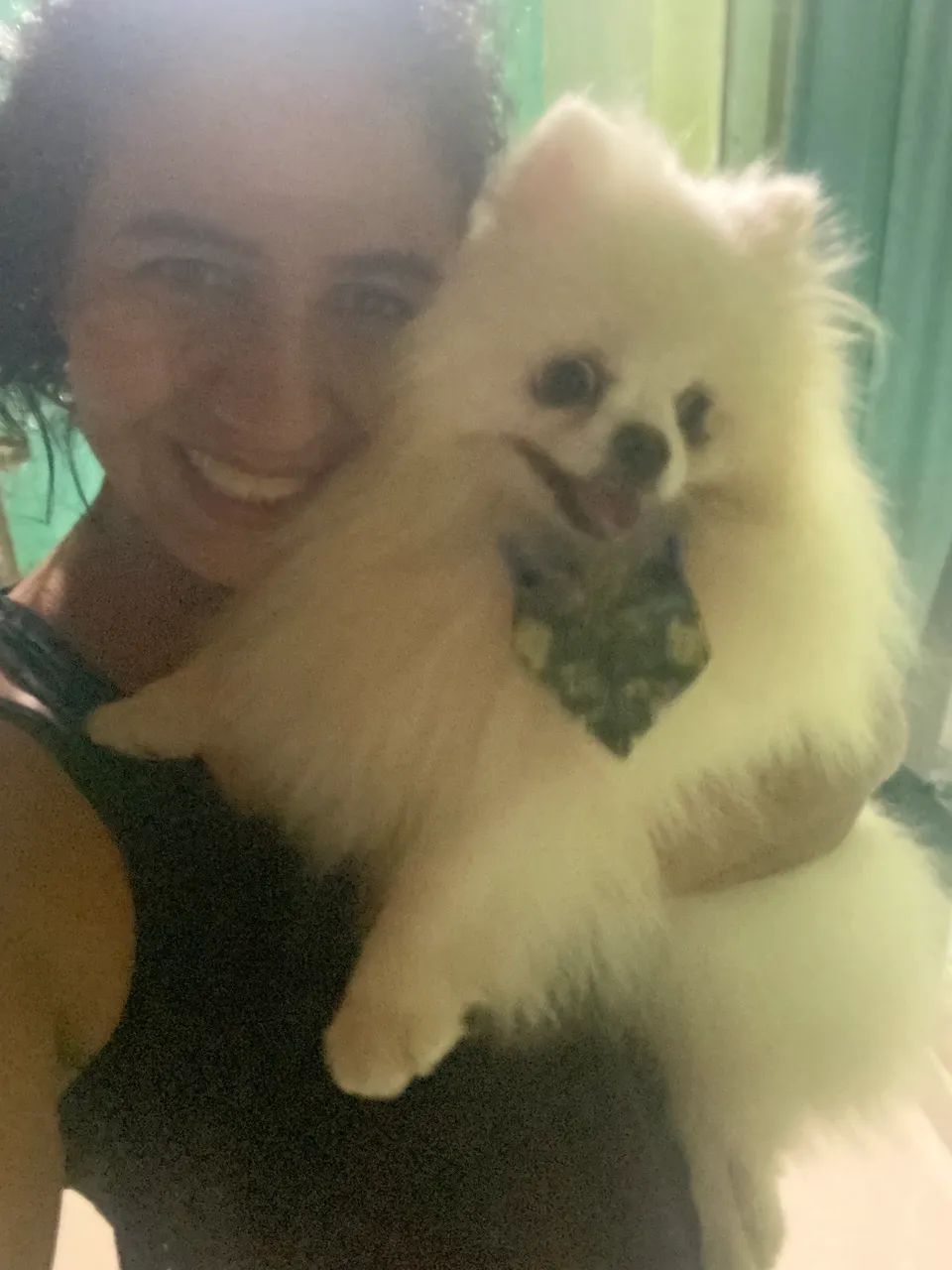 Spitz alemão para monta  - Foto 3