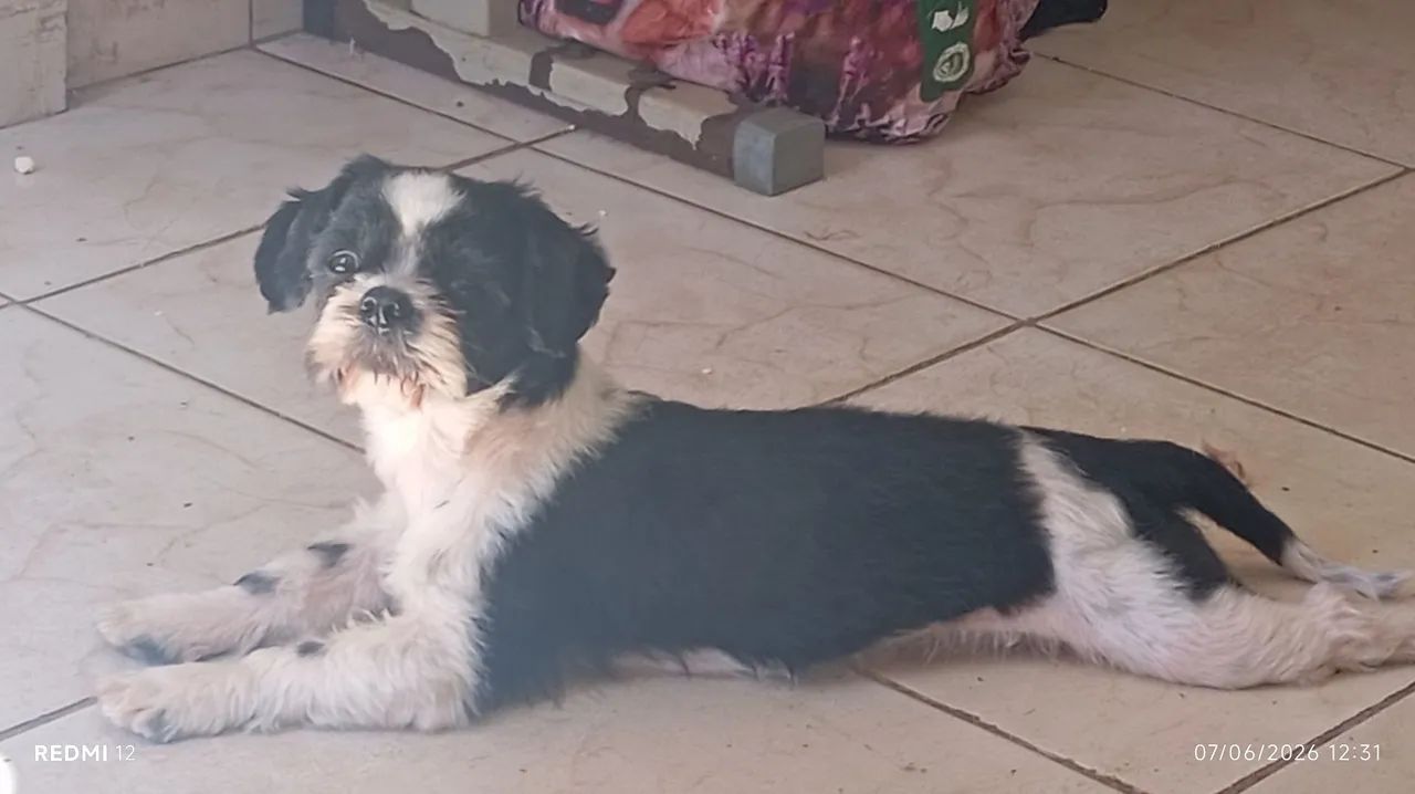 Doação de Shitzu macho 