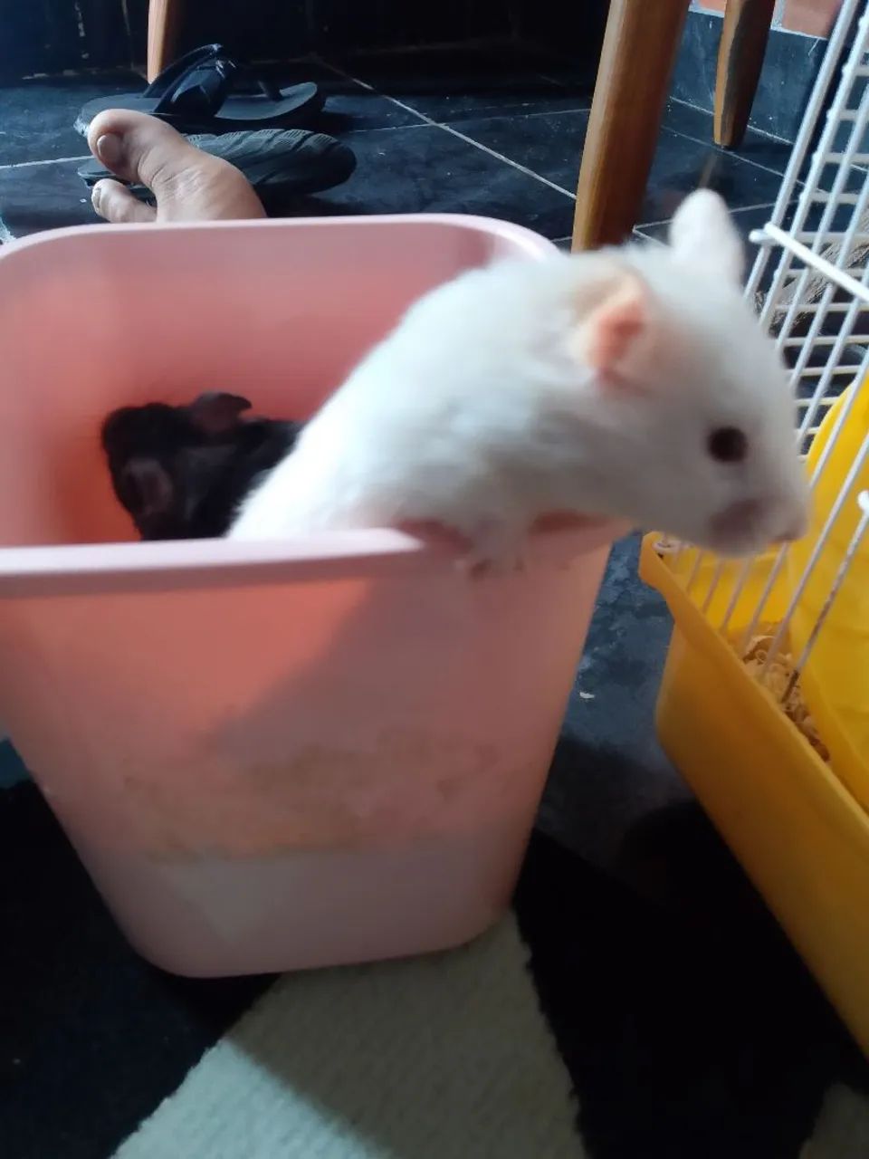 Hamster ? - Foto 5