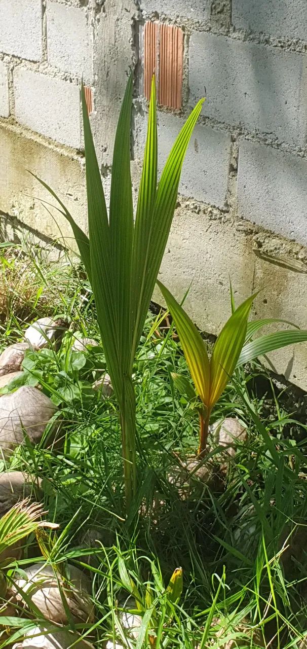 Mudas de coqueiros  - Foto 2