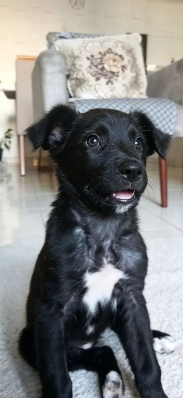 Cachorrinho pra adoção  - Foto 4