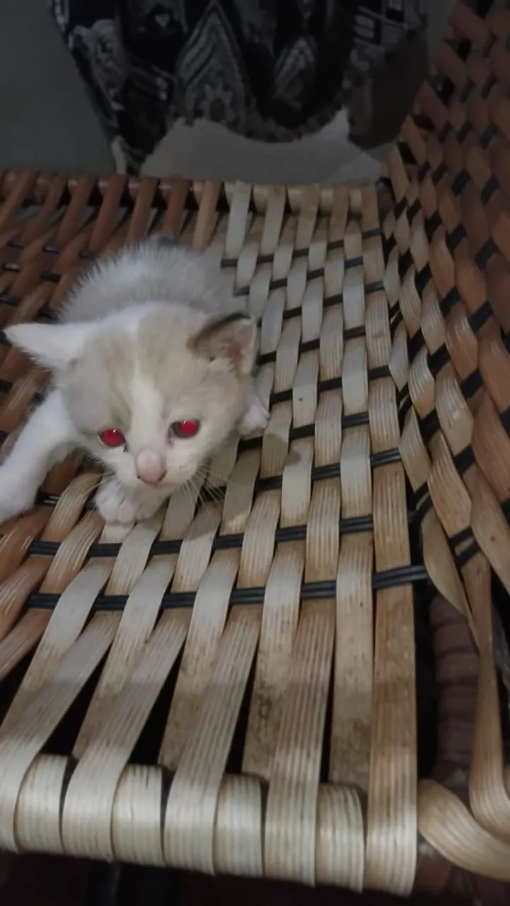 Gato filhote pra doação  - Foto 3