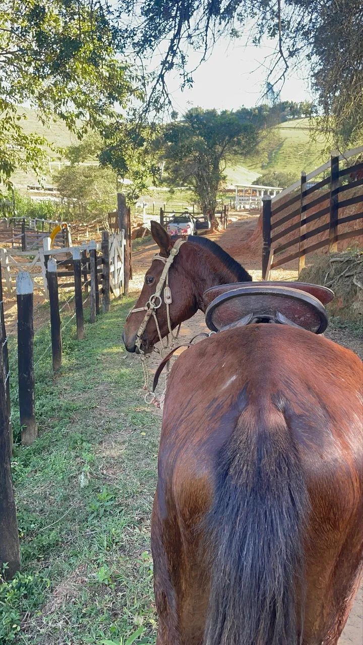 Potra MM.  - Foto 4