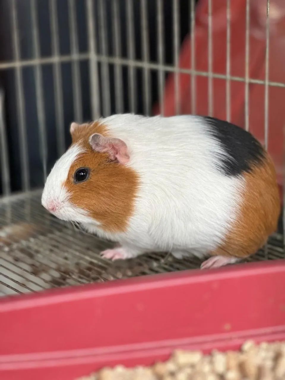 Porquinho da índia fêmea  - Foto 5