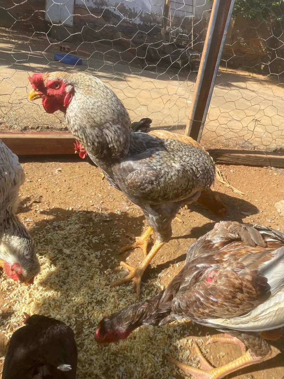 Galo Suro e três galinhas.