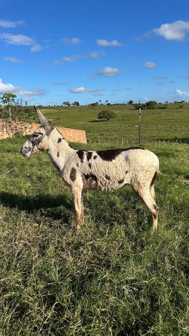 Jumento pampo - Foto 3
