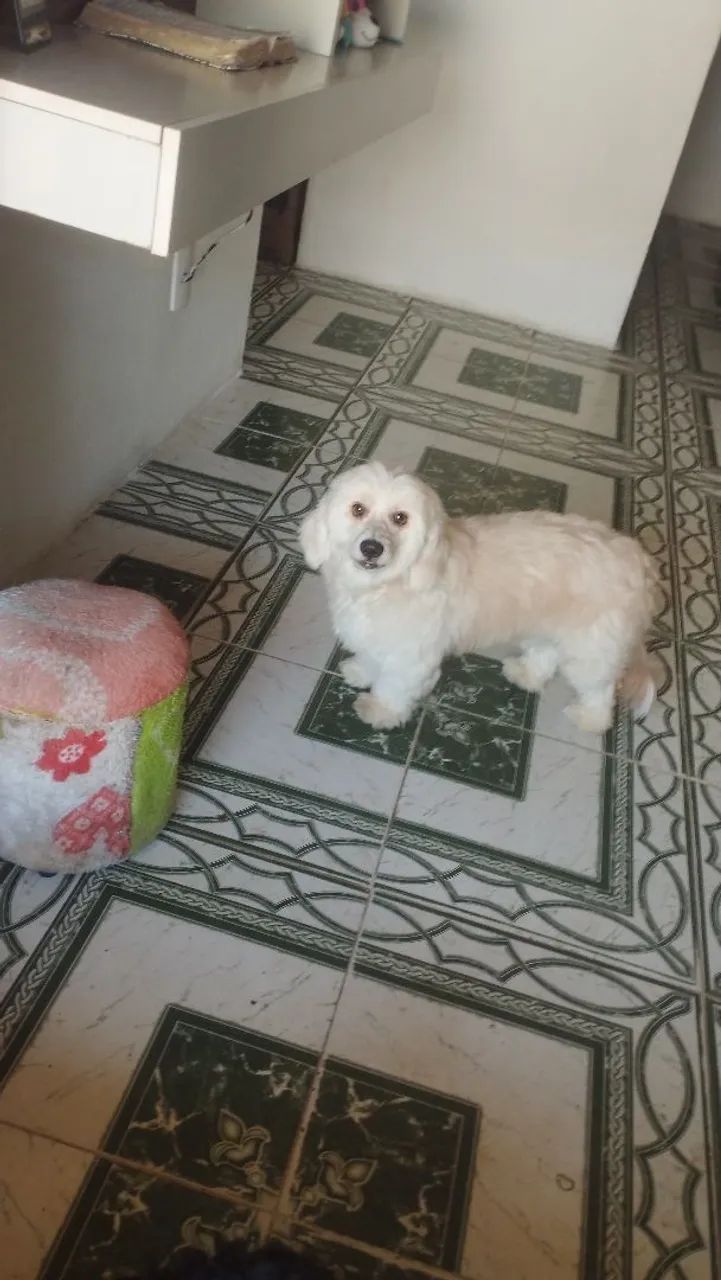 Vende se cães 