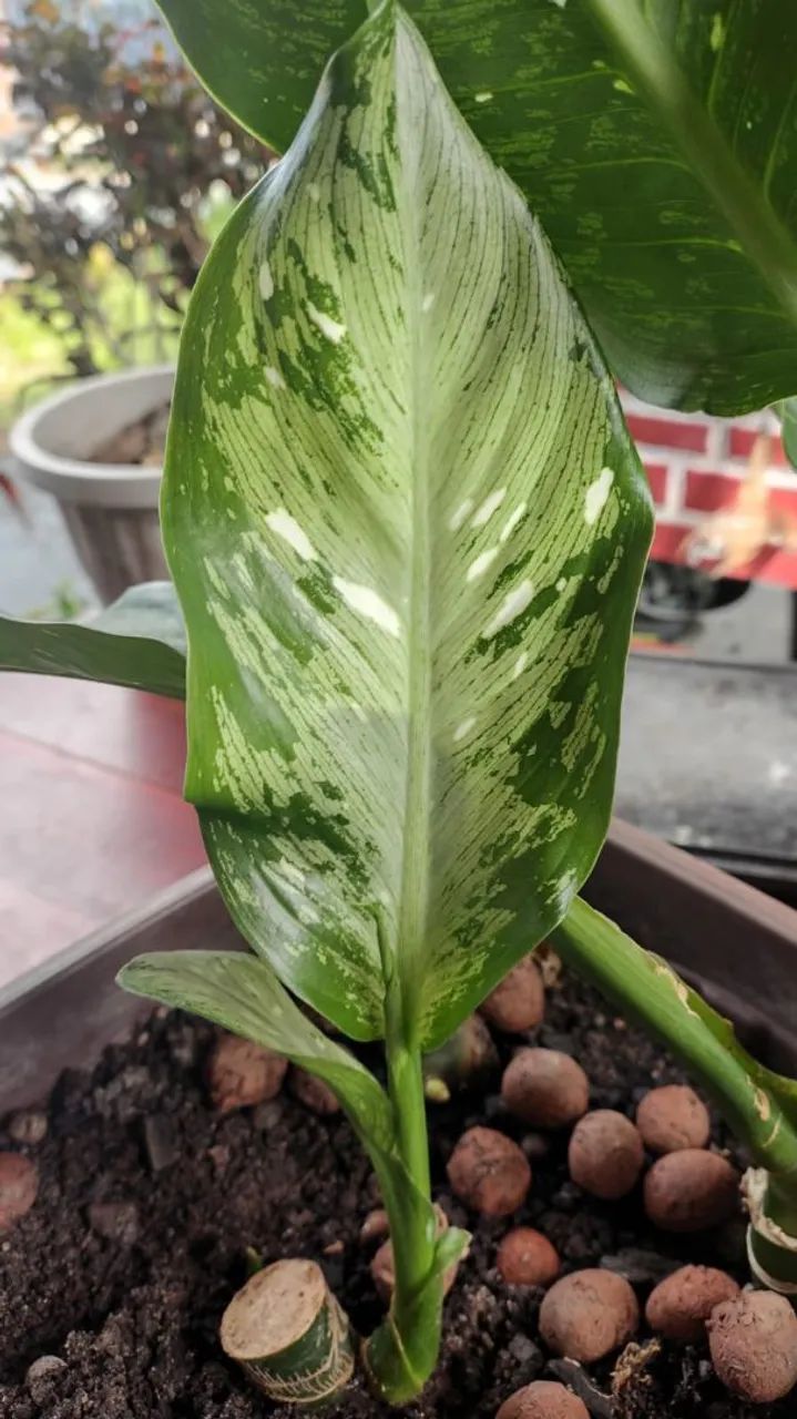 DIEFFENBACHIA ( comigo ninguém pode) - Foto 2