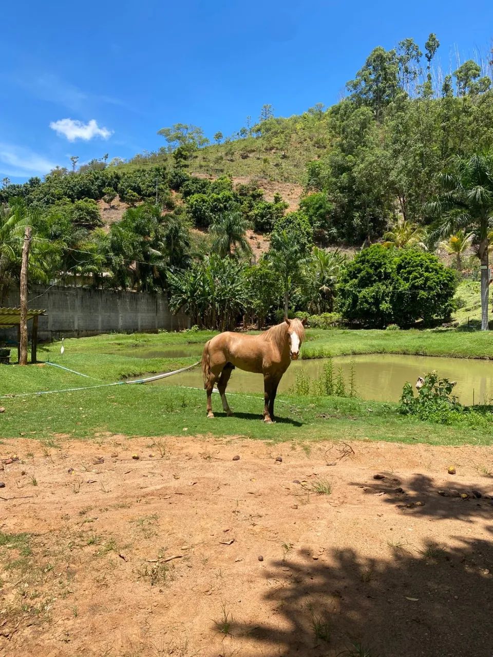 Garanhão Amarilho Registrado - Foto 2