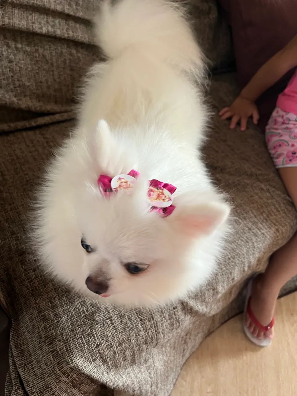 É uma cachorra Spitz  - Foto 2